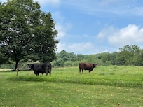 Cows in the pasture behind the house