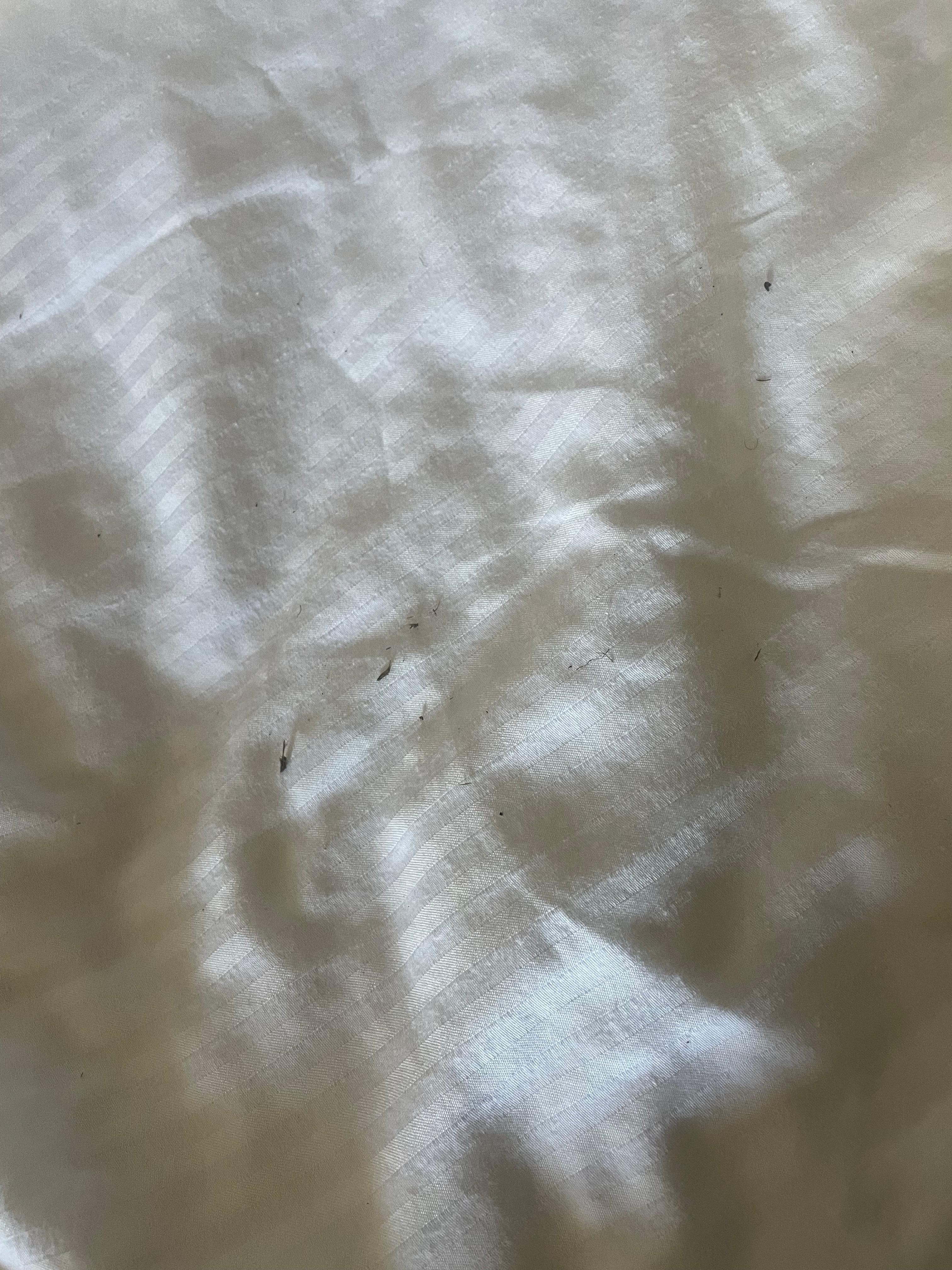 This is what bit me through the night I reported it and left it so the housekeeper could see it too