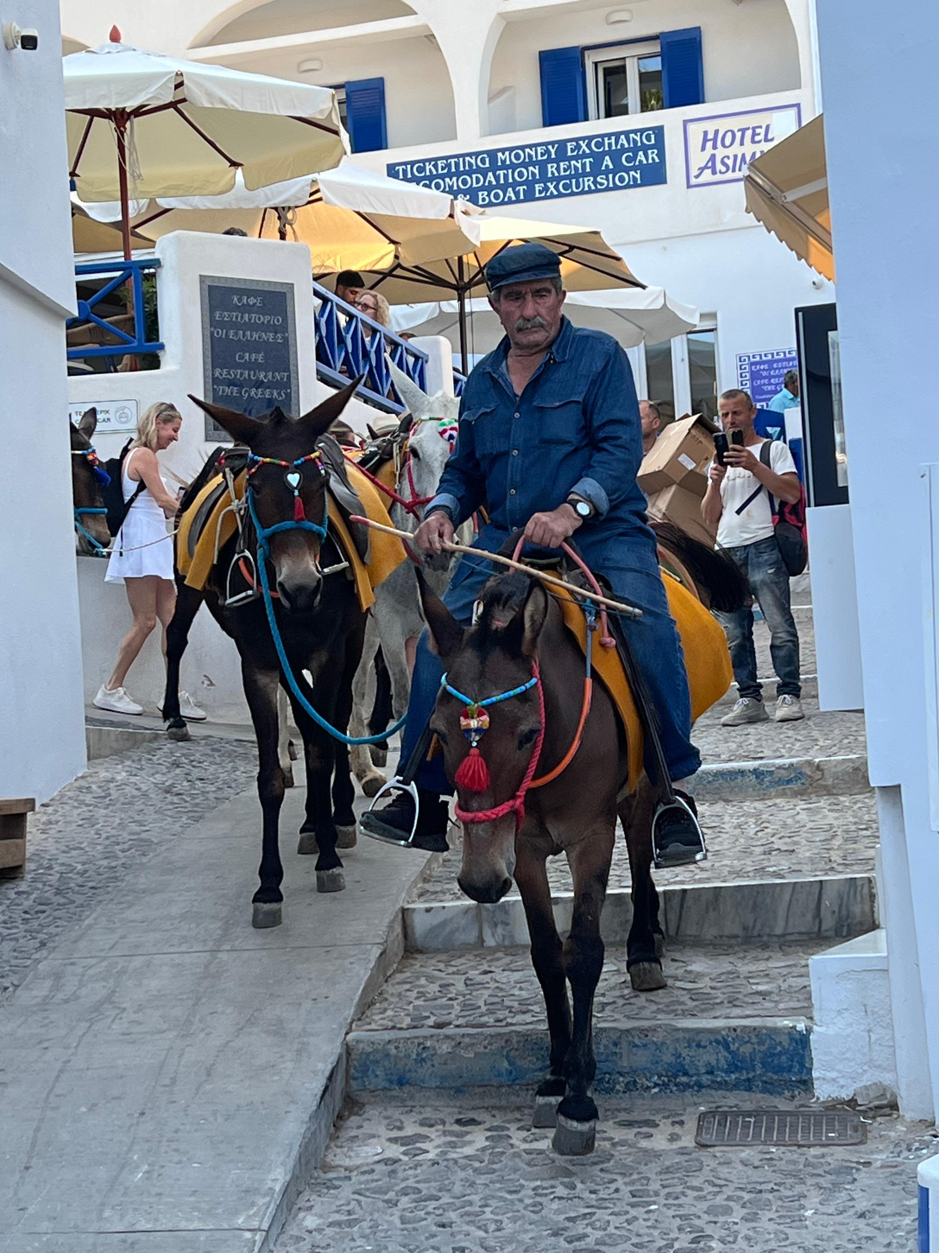 Donkeys of Santorini 