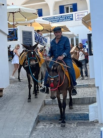 Donkeys of Santorini