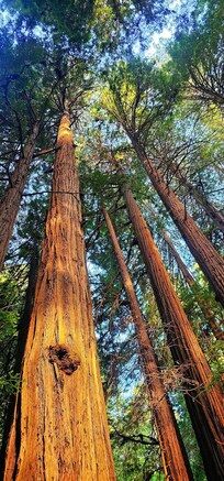 Muir Woods Redwoods.
