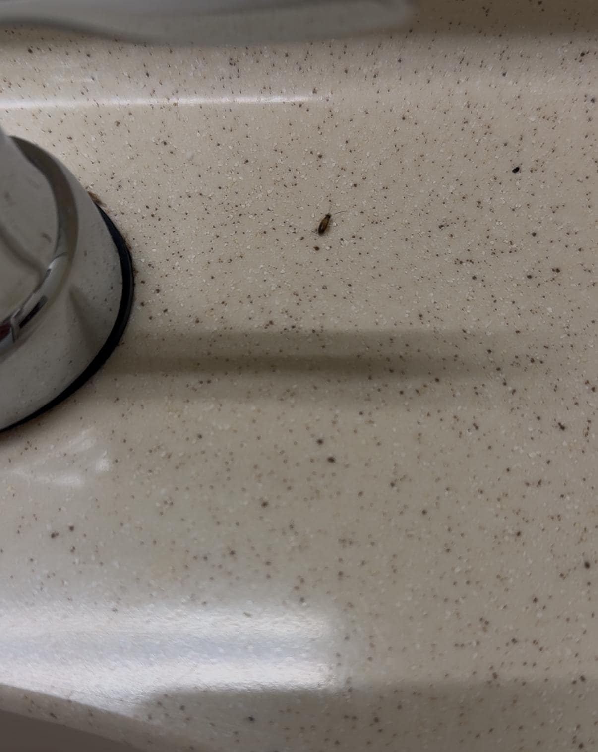 Bugs on the sink