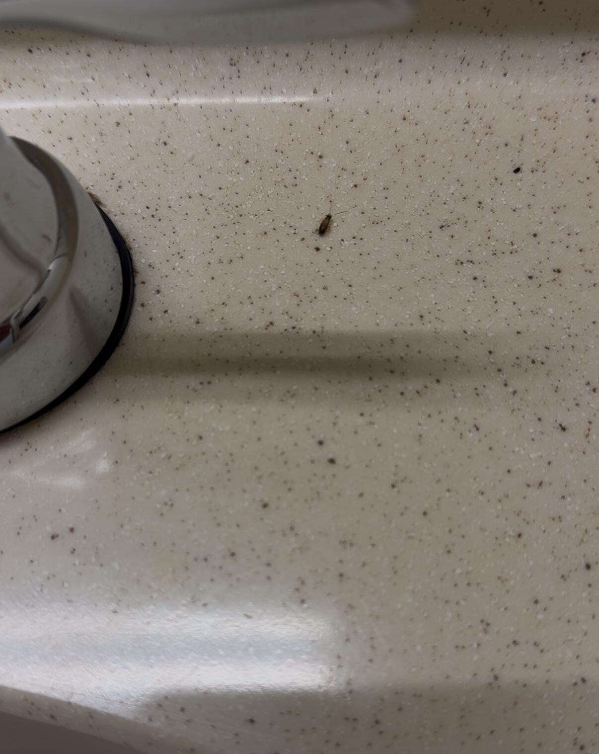 Bugs on the sink 