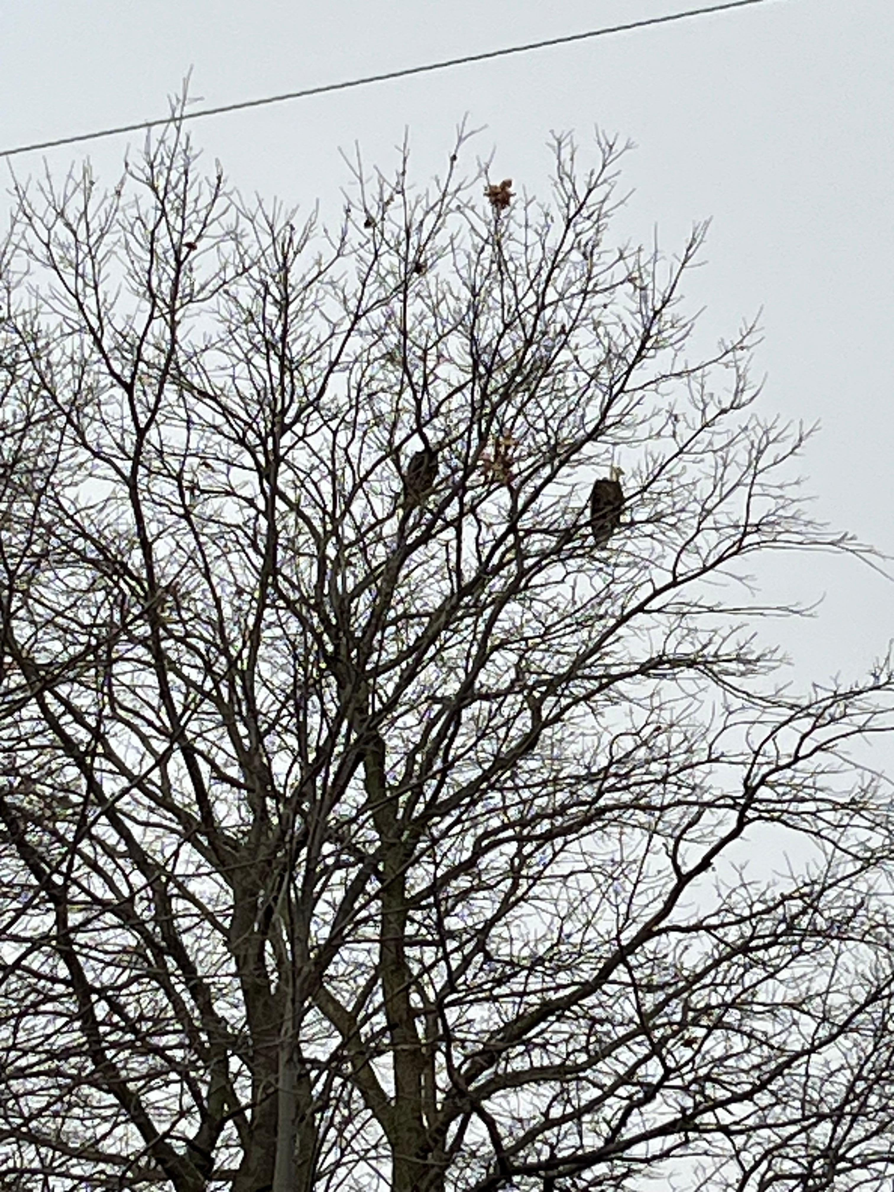 Couple of Eagles hanging out 
