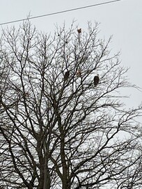 Couple of Eagles hanging out