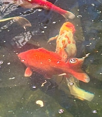Koi in courtyard