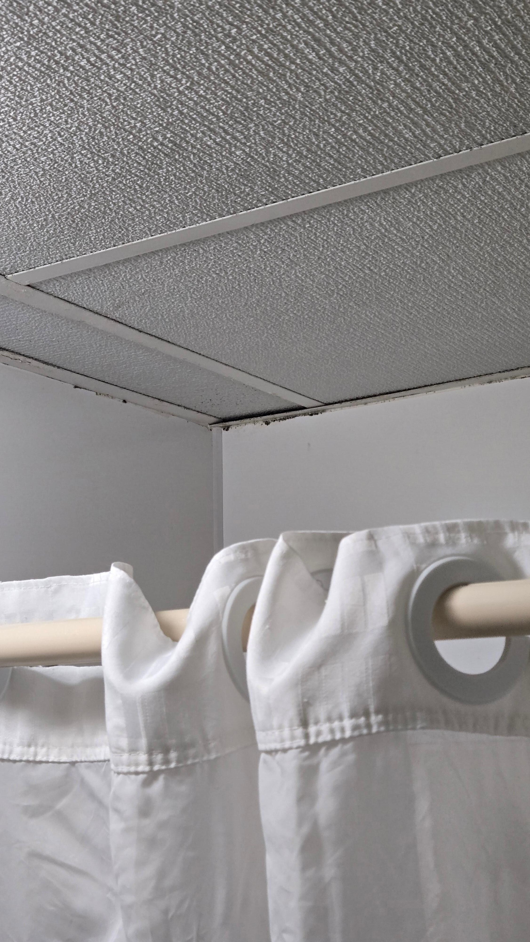 Black mold 