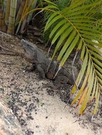 You might see Some random iguanas sunning themselves during the day and a few adorable resort raccoons late at night