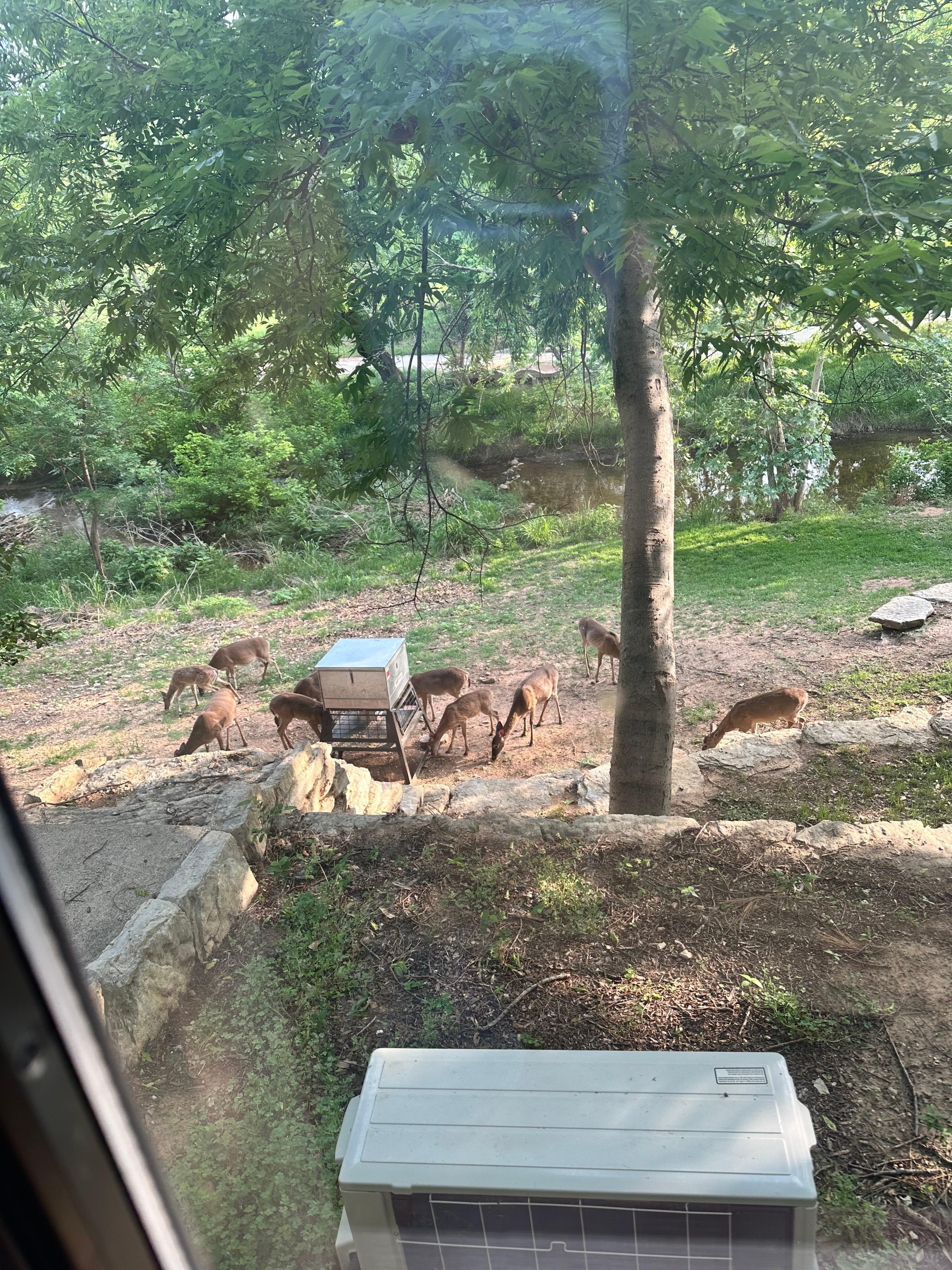 Deer near the creek taken from the window