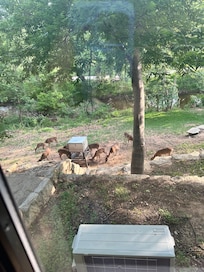Deer near the creek taken from the window