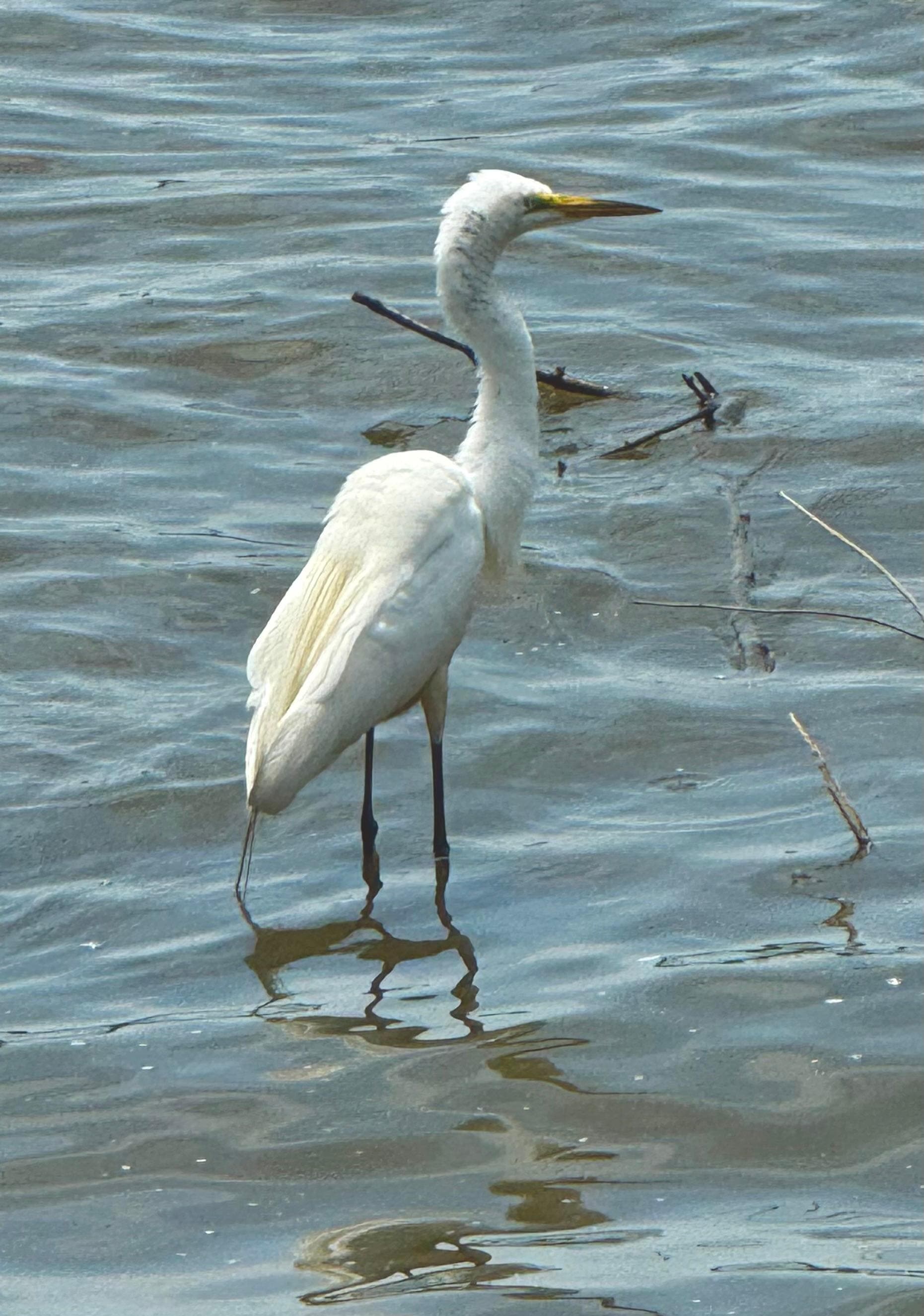 Egret