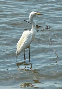 Egret