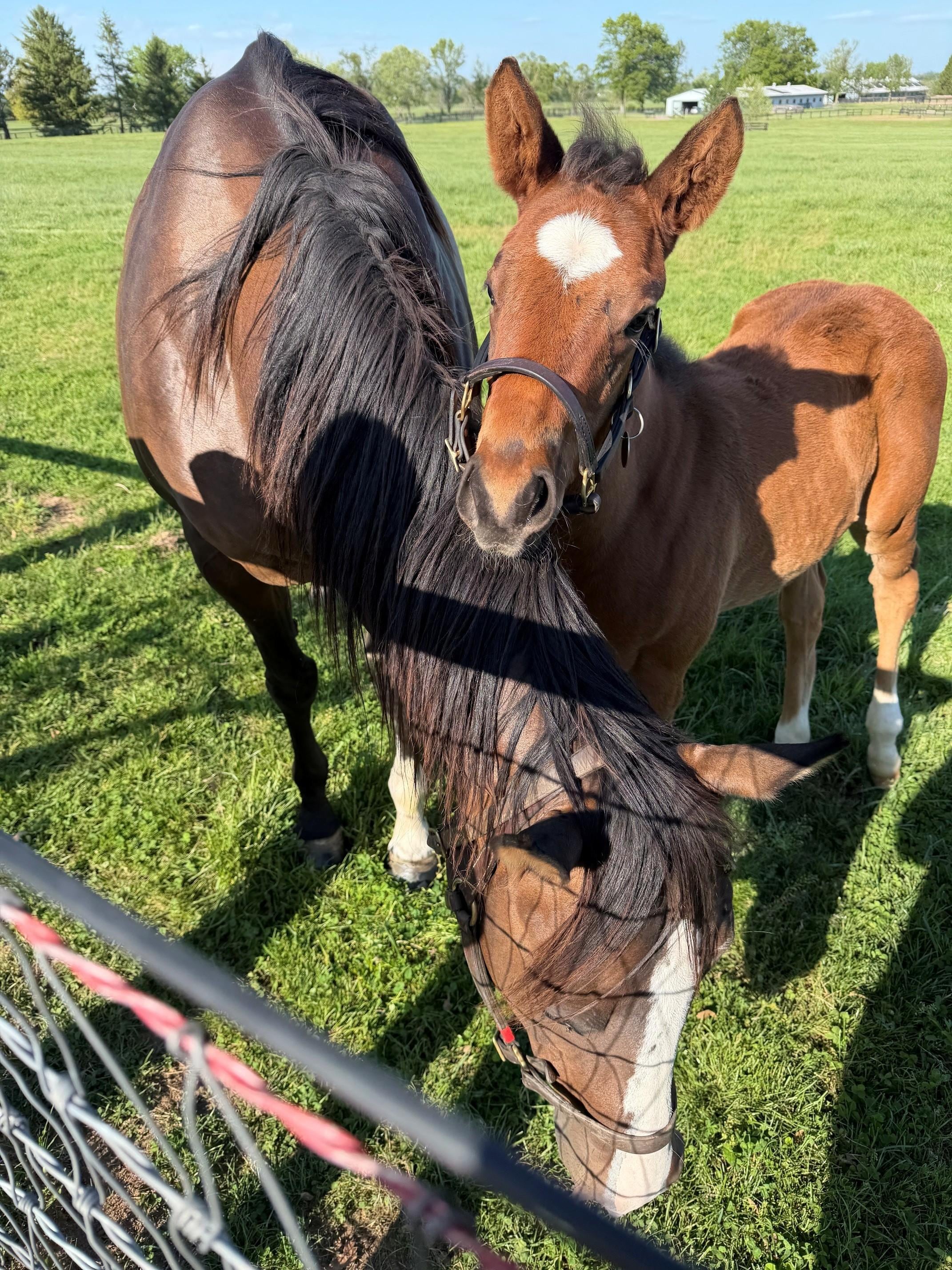 horses