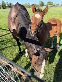 horses