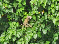 The iguanas loved to hang out in the trees near the beach.