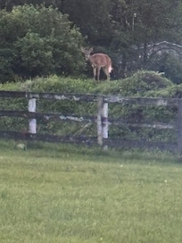 Late night visitors at the campfire.