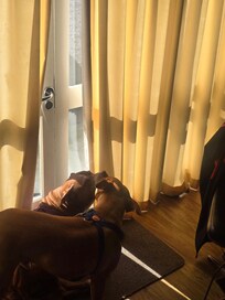 Our dogs having a kiss in the morning sun haha