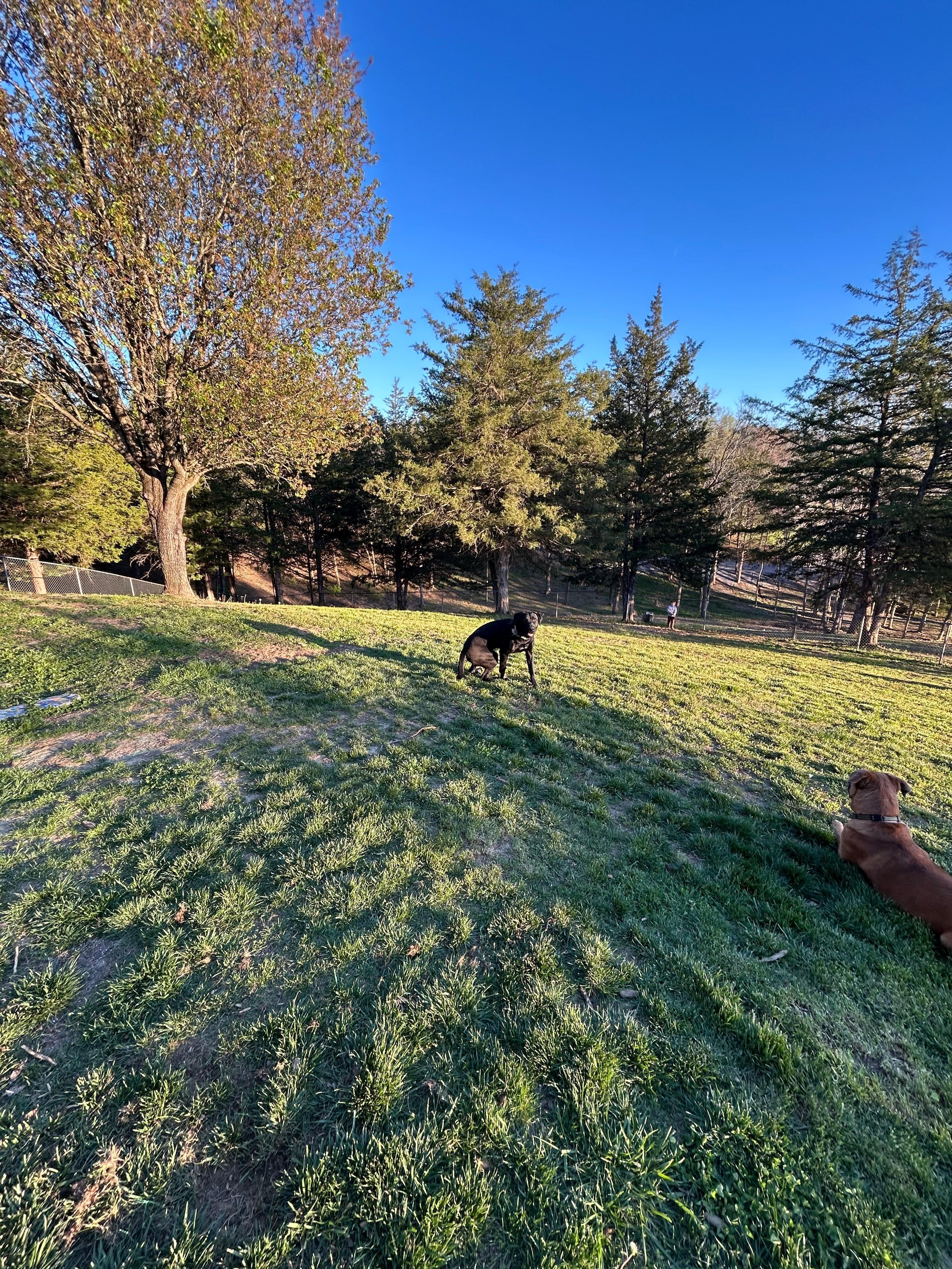 Our dogs in the back yard