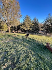 Our dogs in the back yard