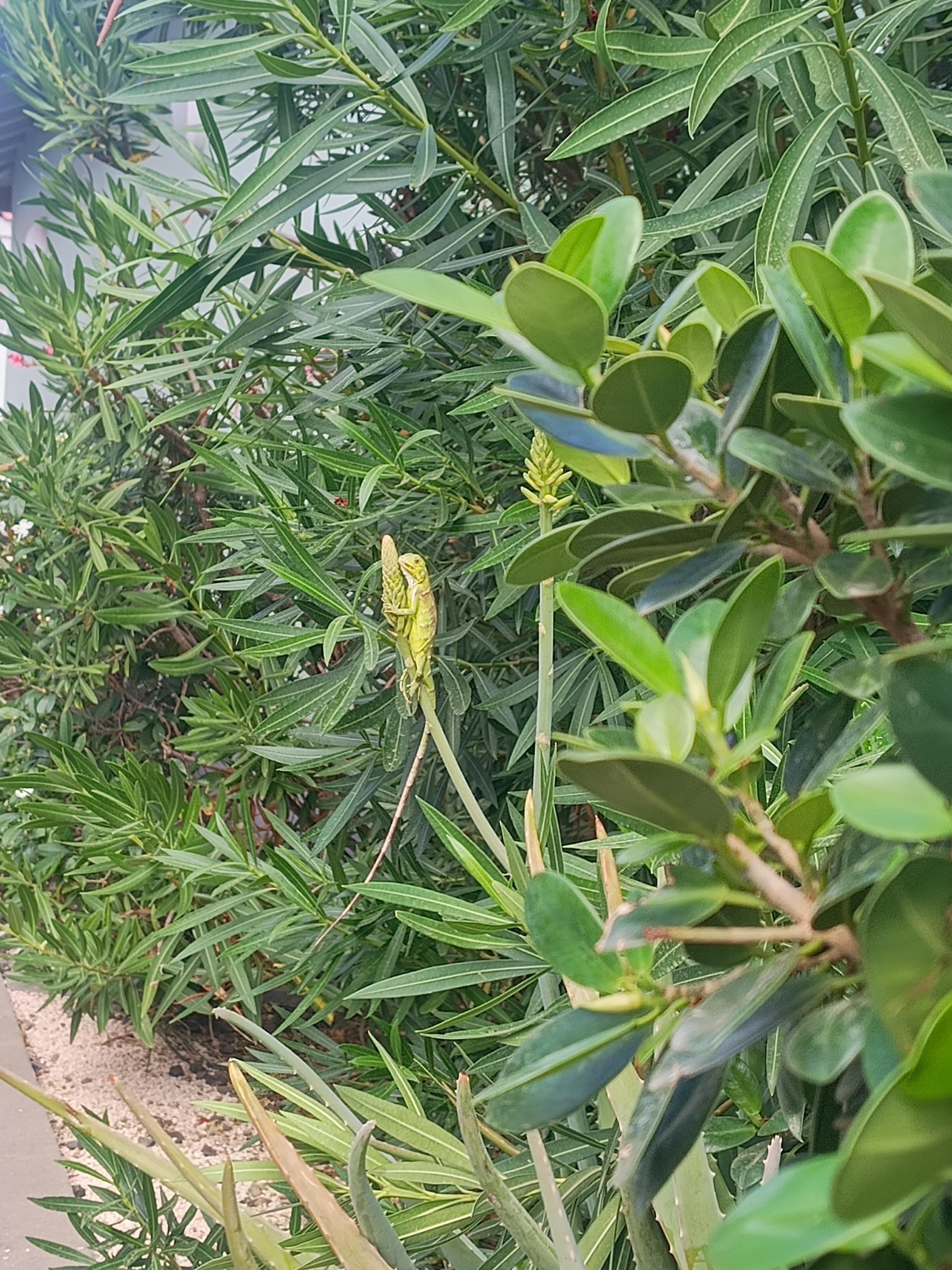 Zoek de baby leguaan