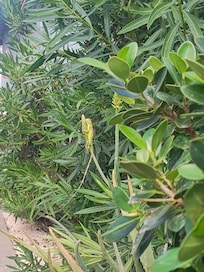 Zoek de baby leguaan