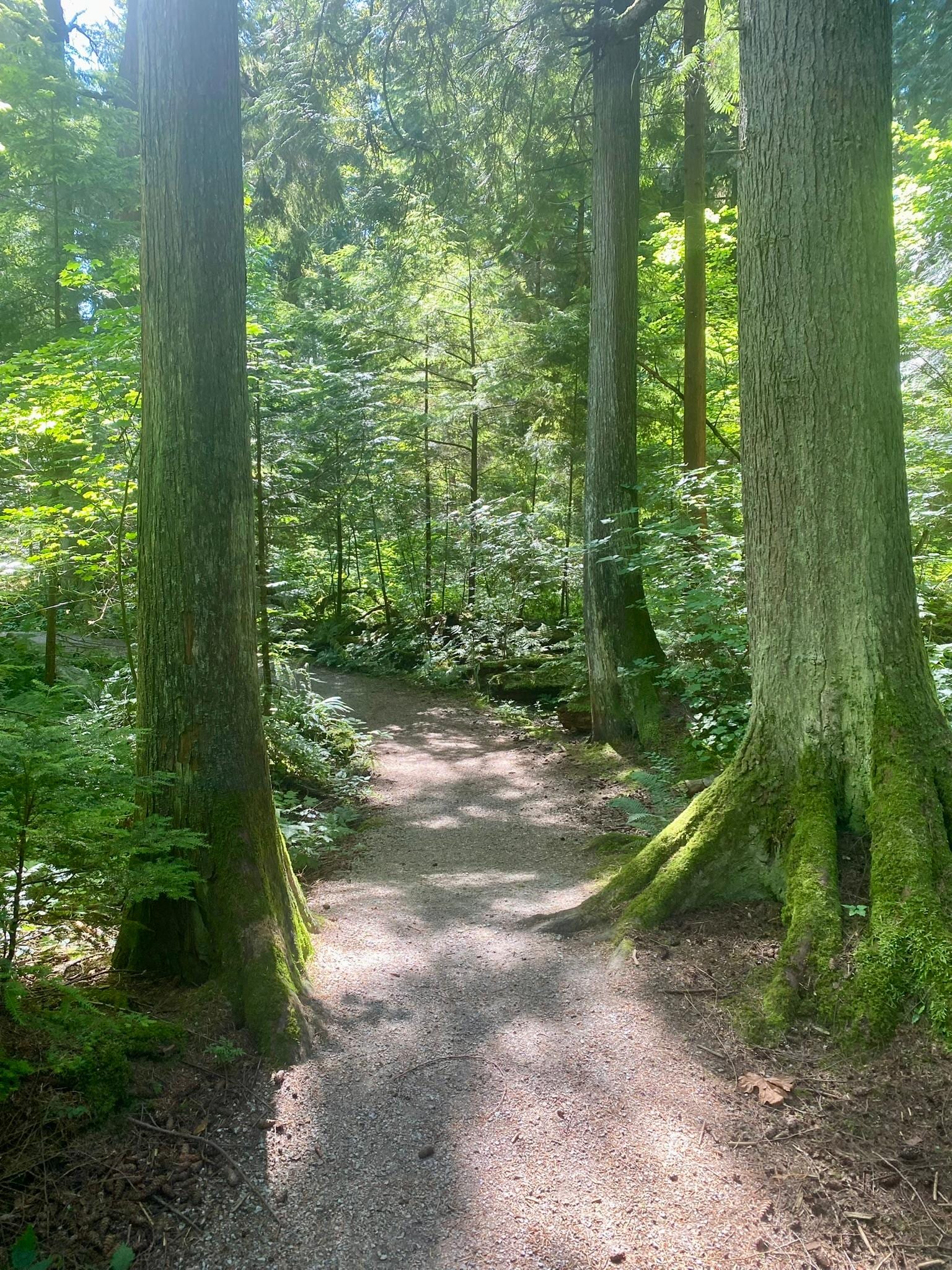 Trail in Pacific Spirit Park