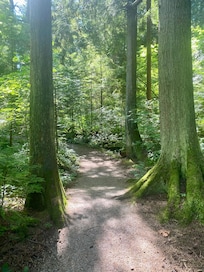 Trail in Pacific Spirit Park