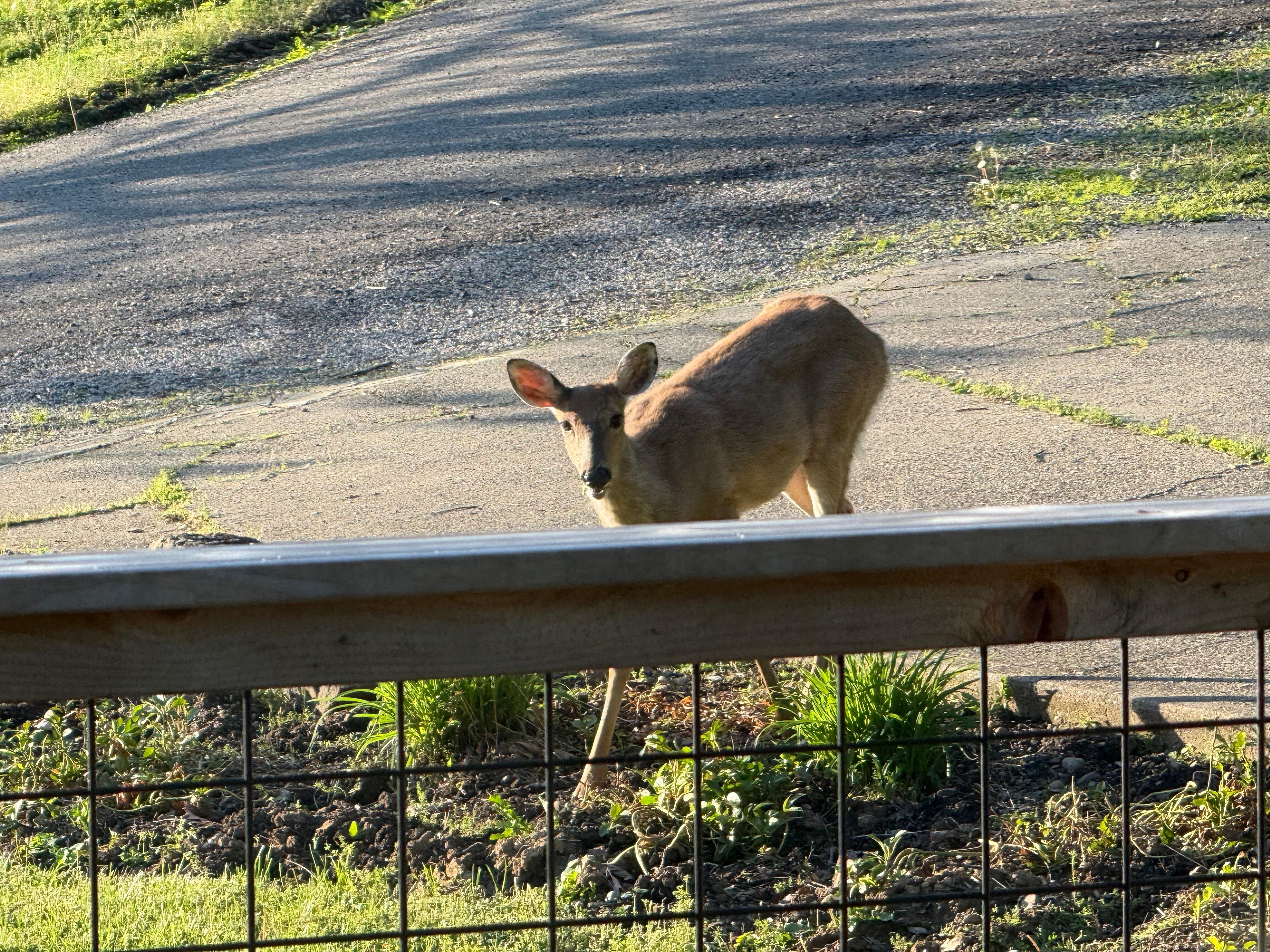 Our morning visitors 