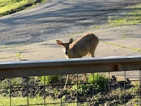 Our morning visitors
