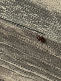 Cockroach that fell off the bed onto the floor