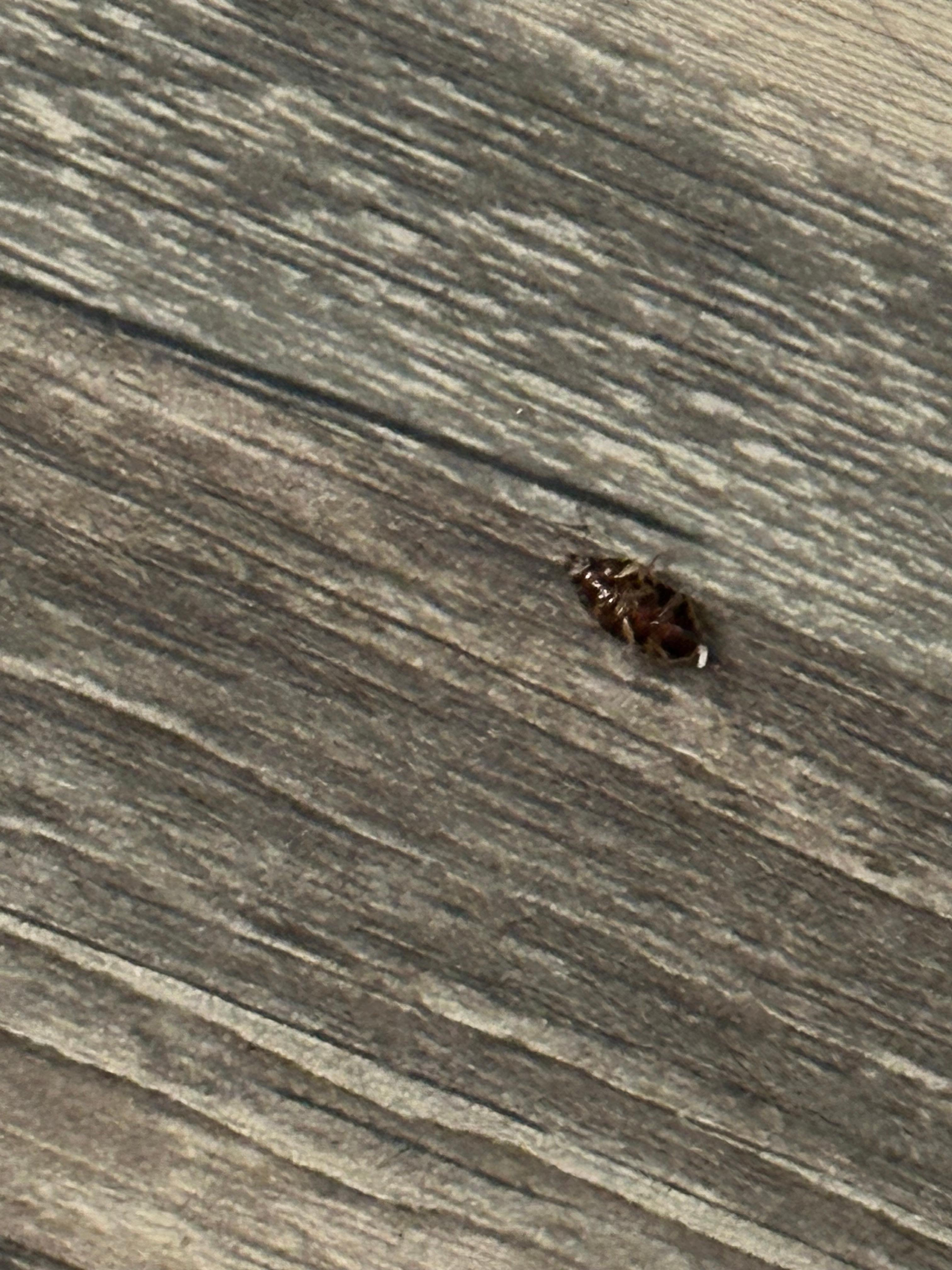 Cockroach that fell off the bed onto the floor