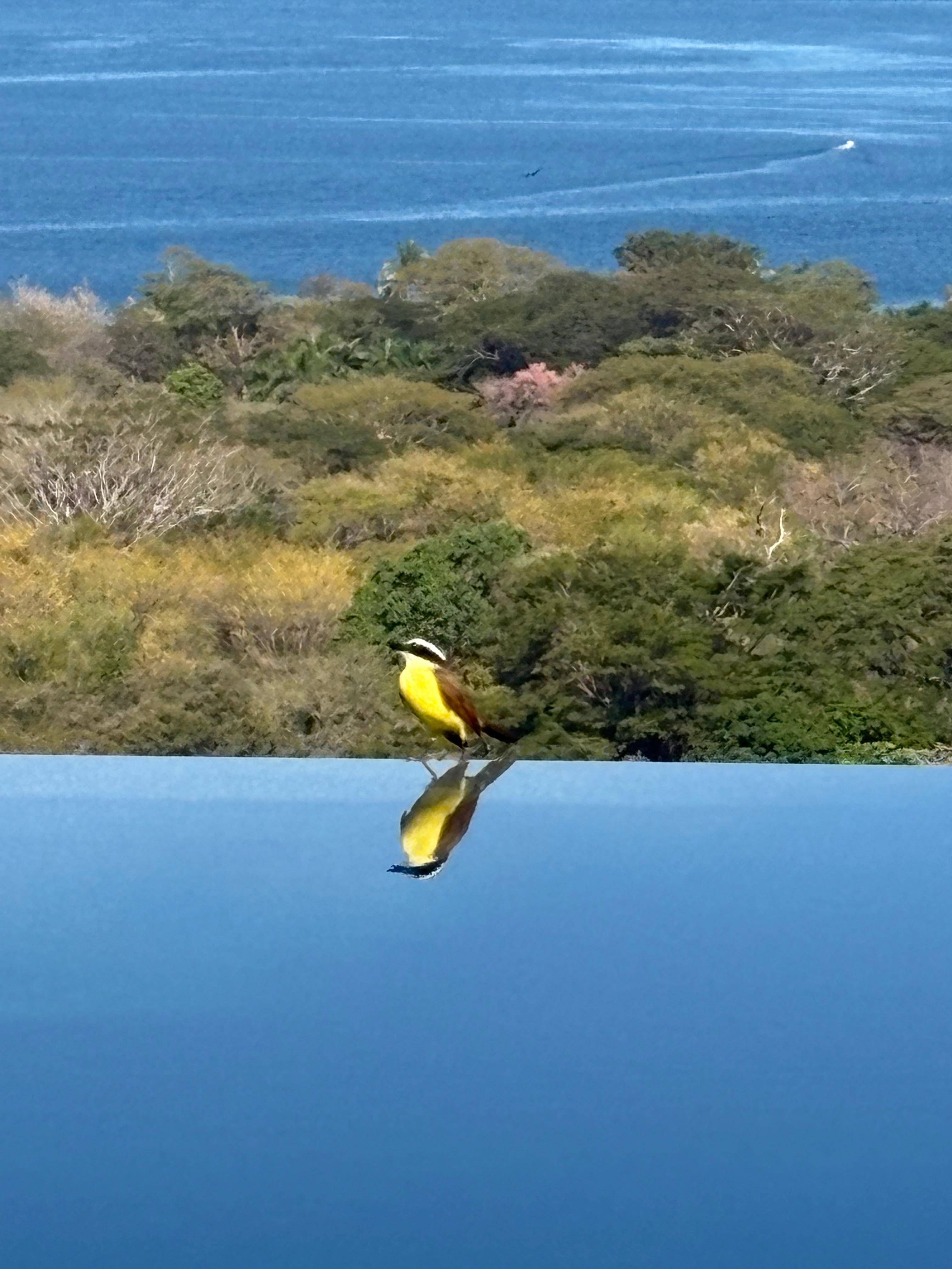 Enjoyed seeing the birds 