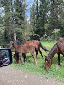 First encounter with the wild horses. Mares and foals. So amazing!