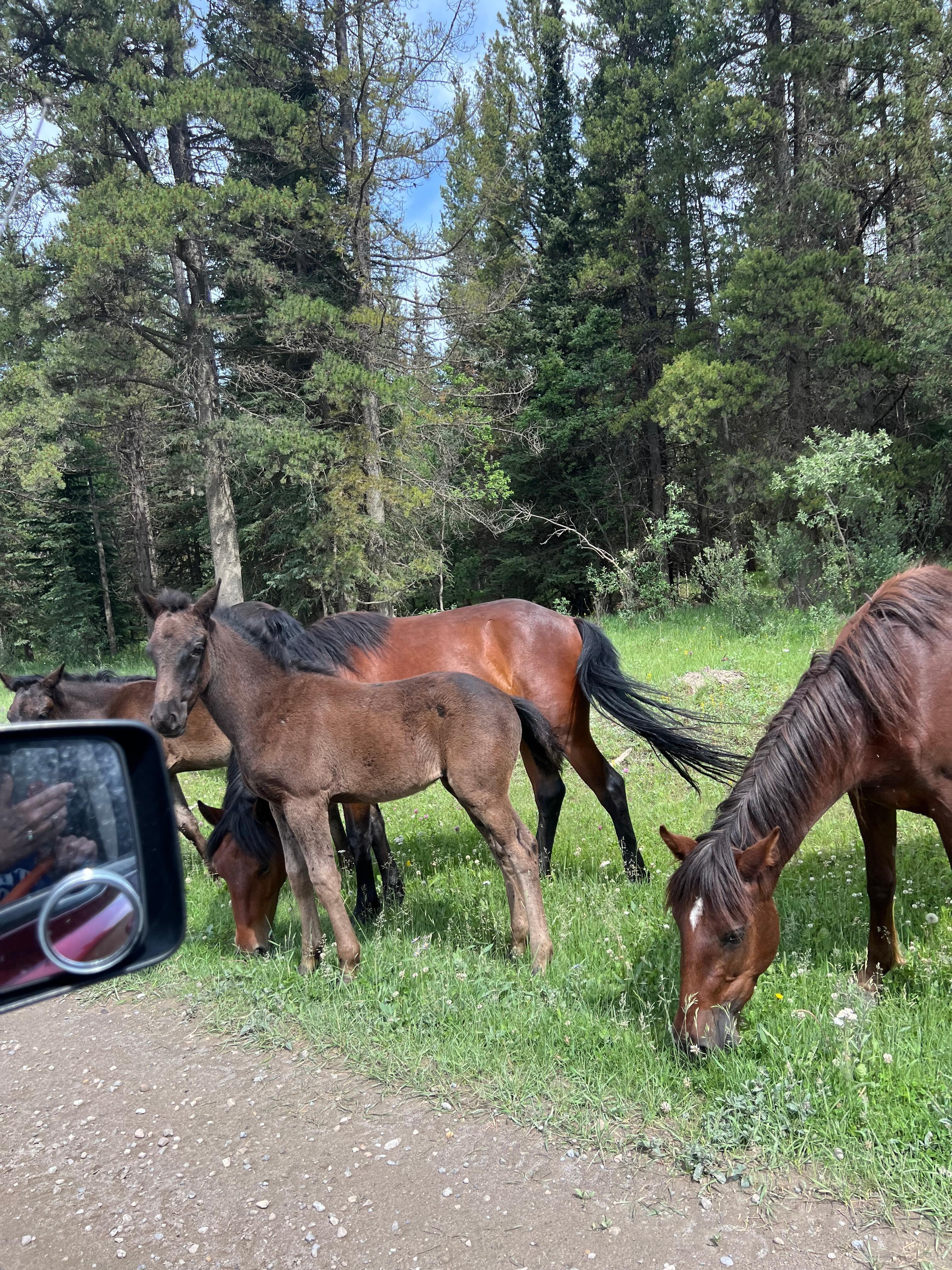 First encounter with the wild horses. Mares and foals. So amazing!