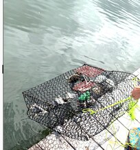 Crab pots are available for use. Bring your own cord for tying to dock.