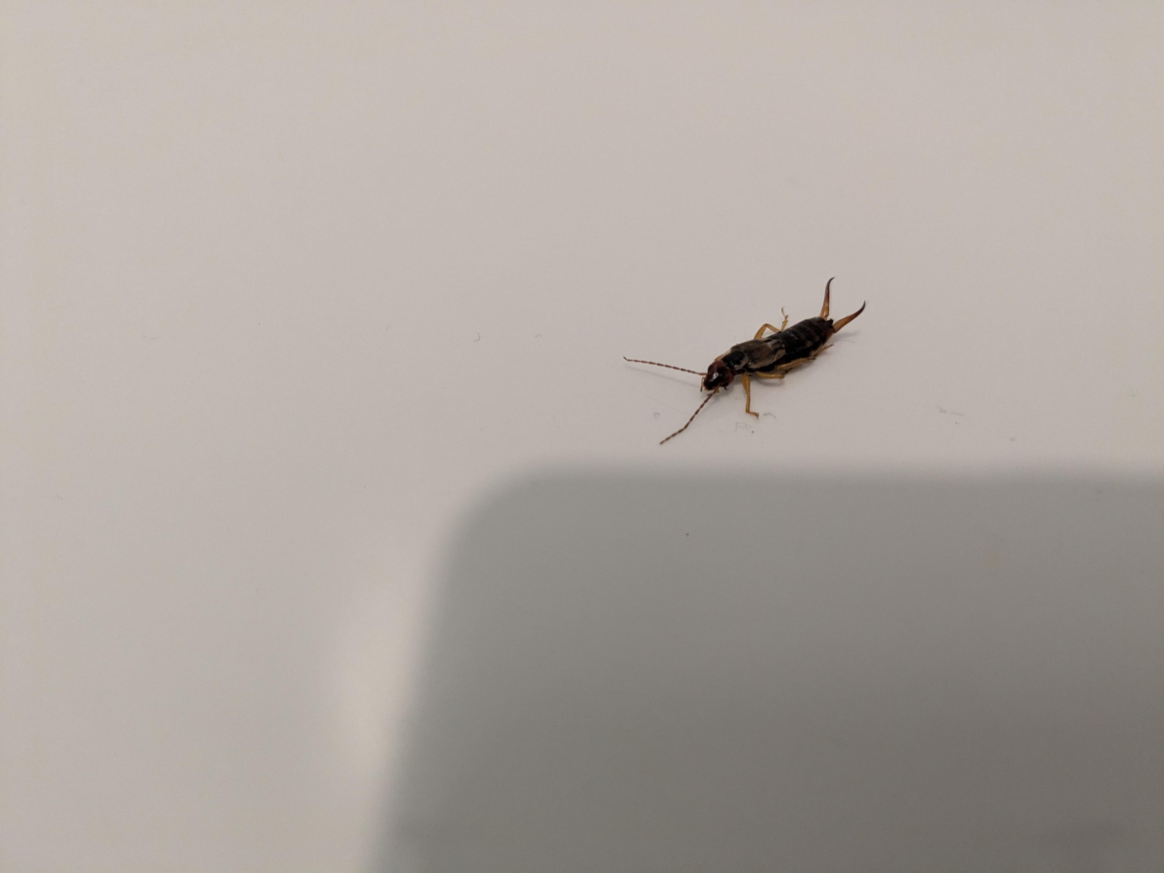 Earwigs