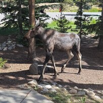 One of our moose visitors up close.