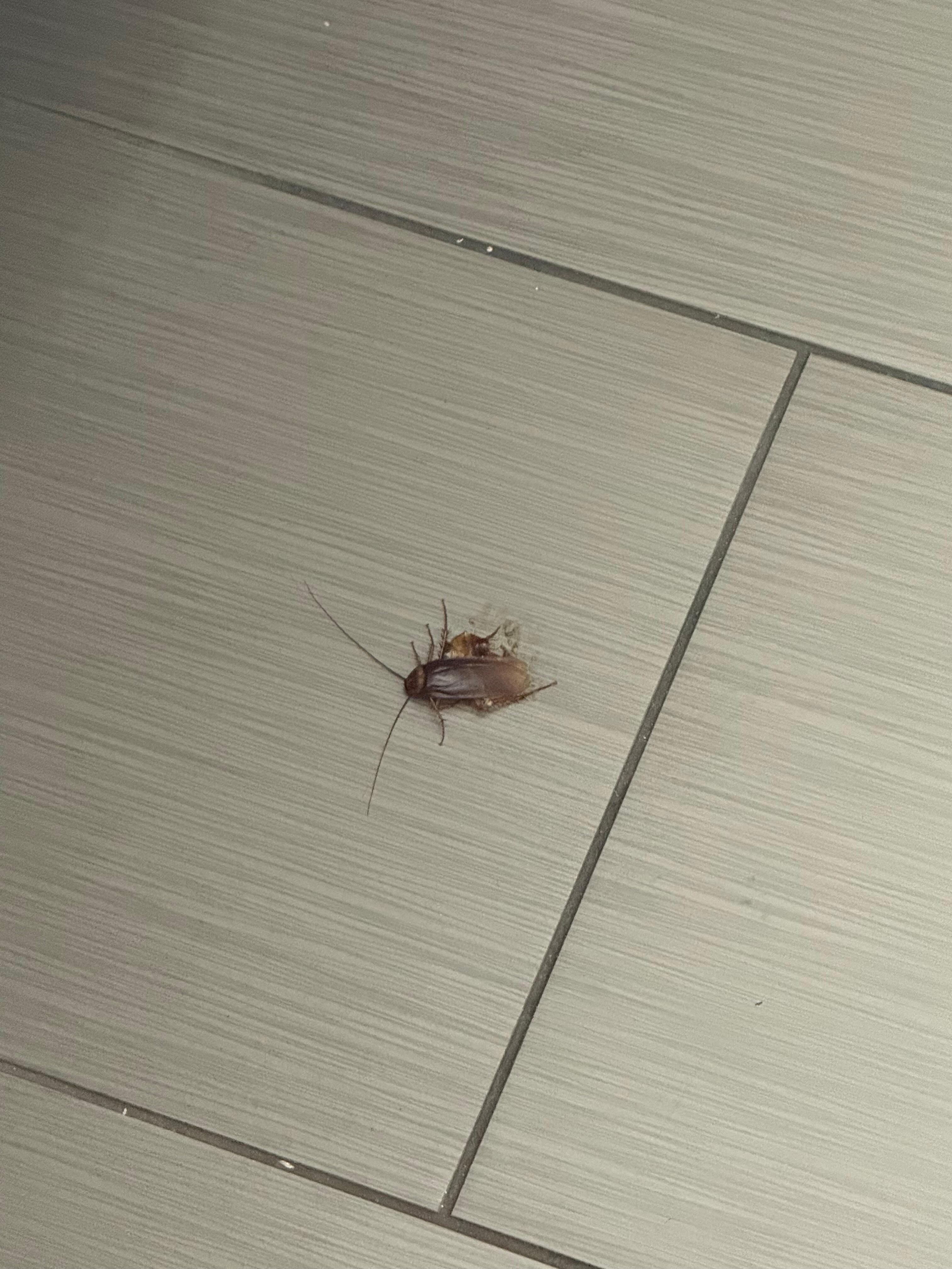 the cockroach 