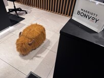 Adorable hairy coo!