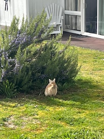 Bunnies!