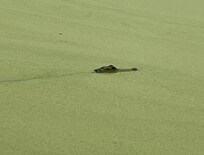 One of many gators in a pond, near a golf course.
