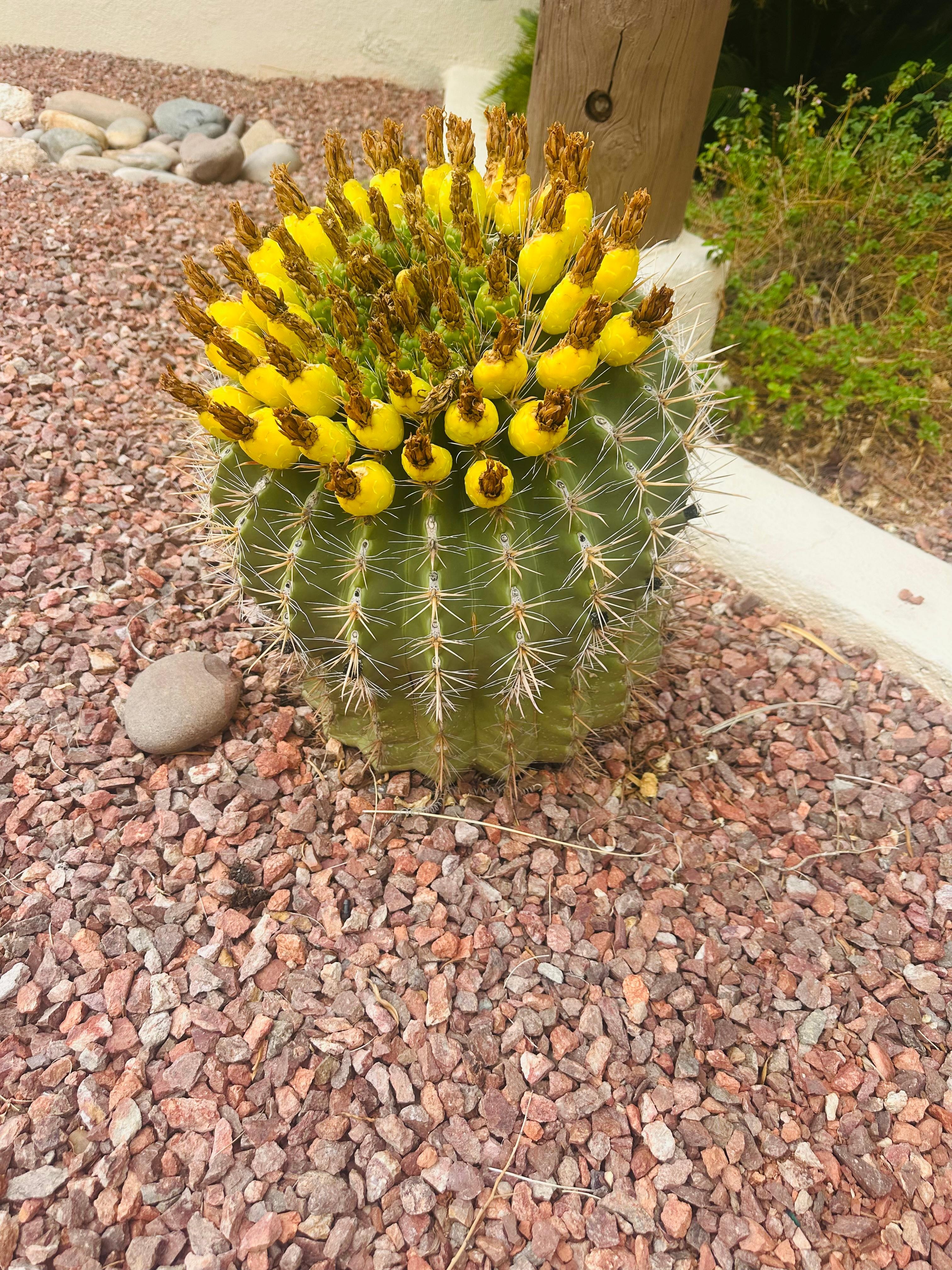 Blooming cactus on property 