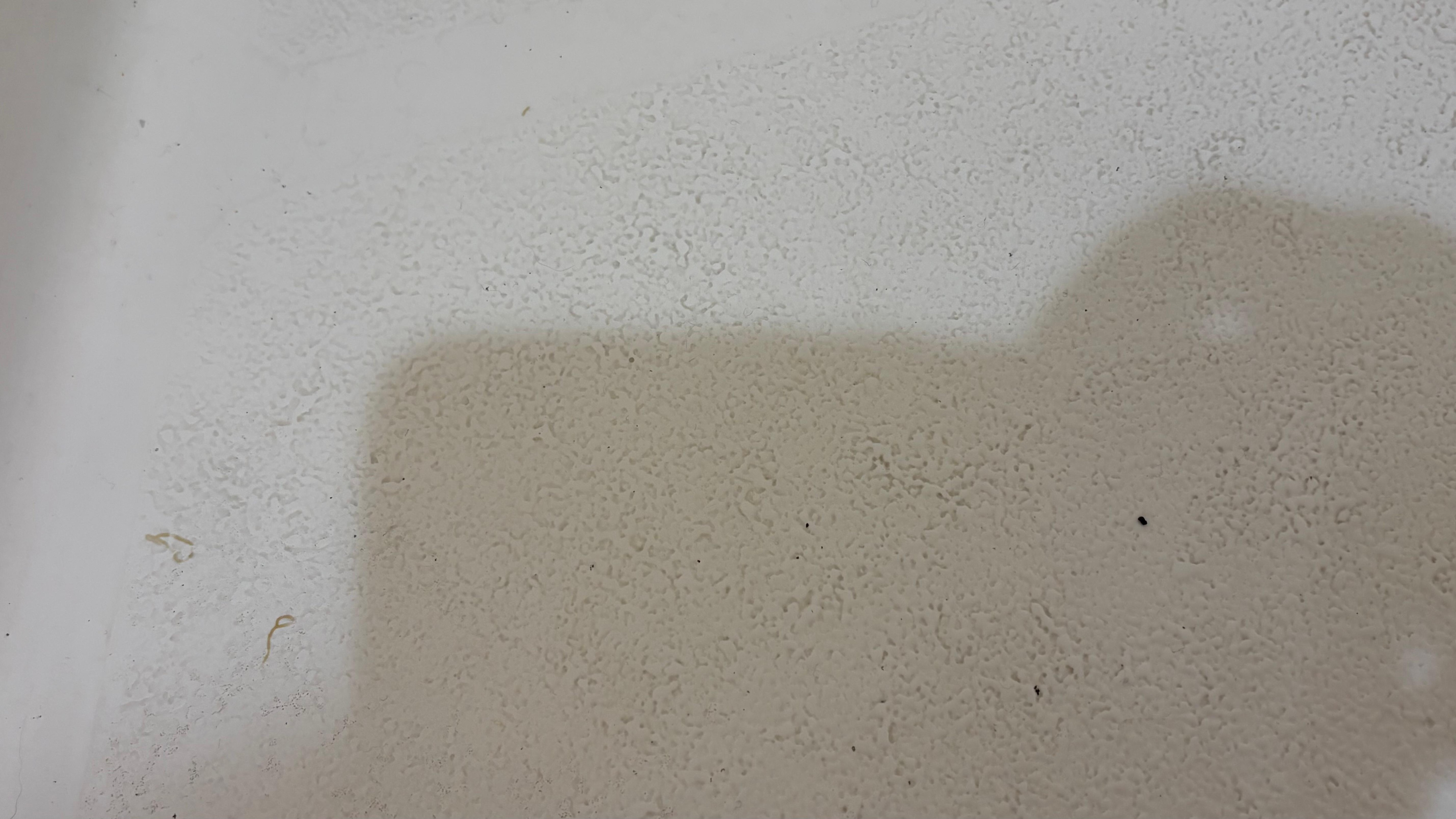 Mold covering the entire floor of the shower, and this was after we tried to bleach-wipe it.