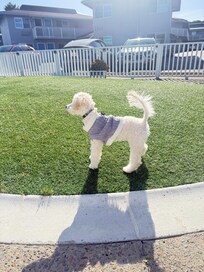 Dog park Area