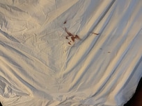 Bedding not cleaned/changed
