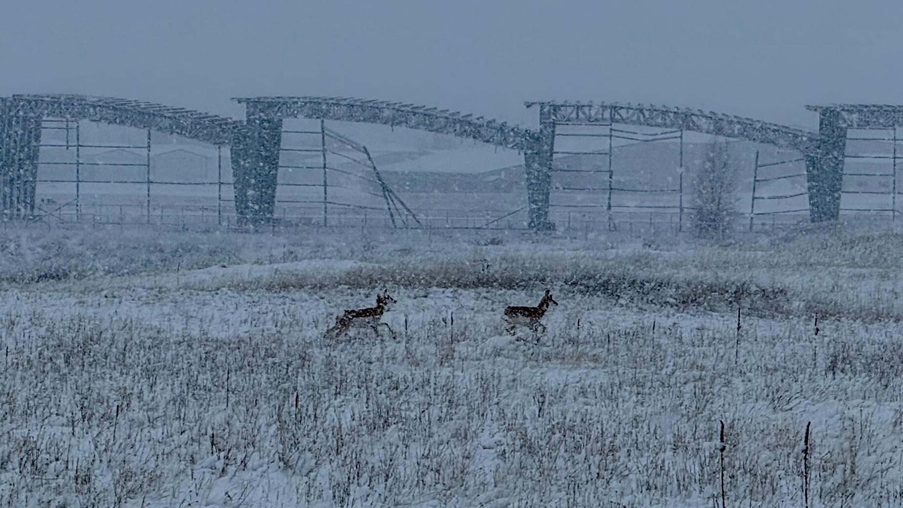 From the front door! Pronghorn we think.