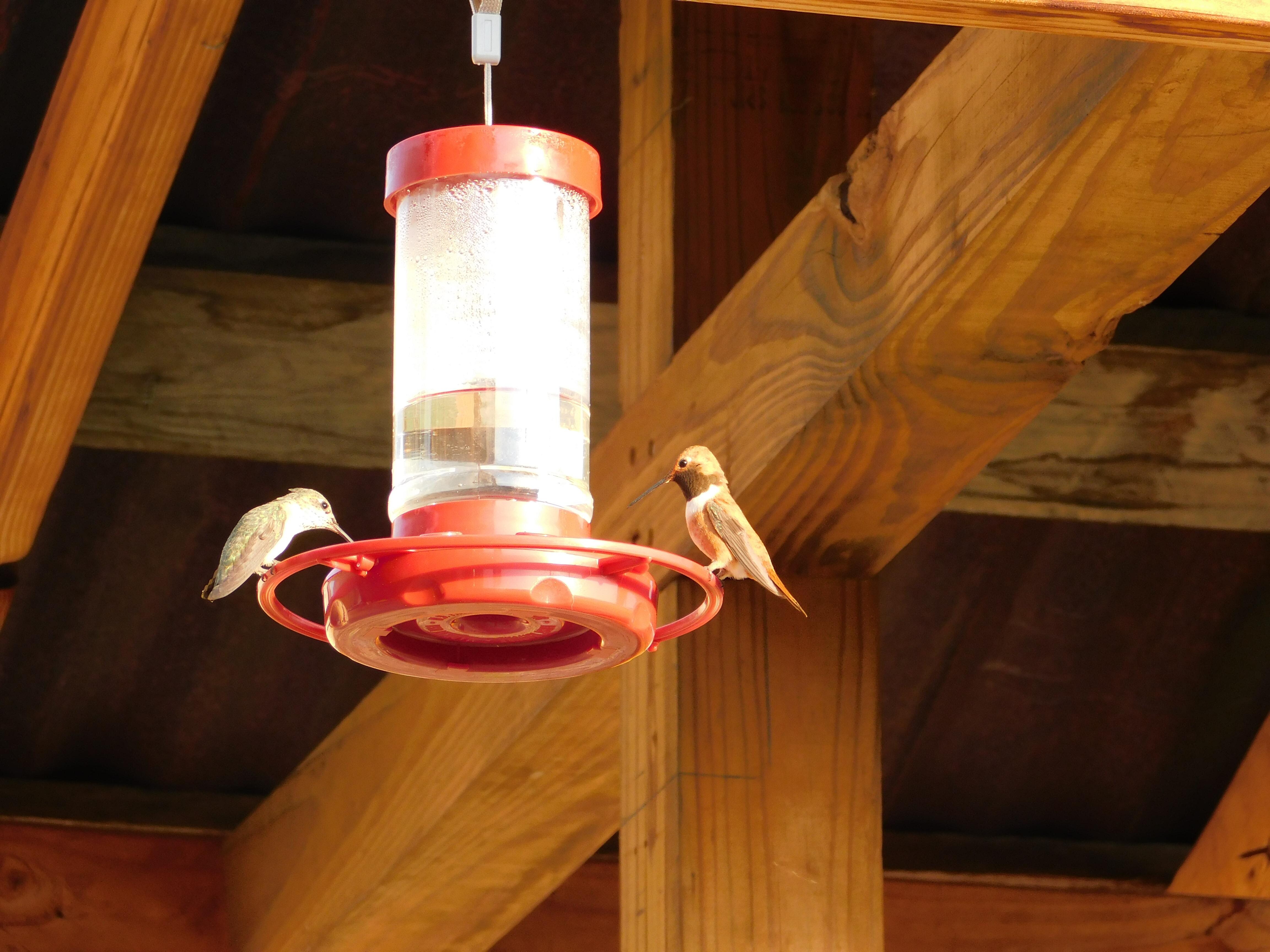 Gorgeous hummingbirds 