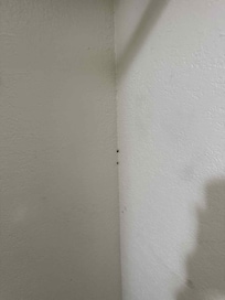 Roaches on walls