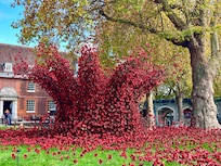 80th anniversary poppy display @nearby Tower of London
