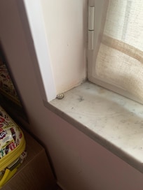Mold on the window
